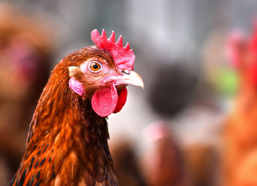 Chickens produce larger eggs