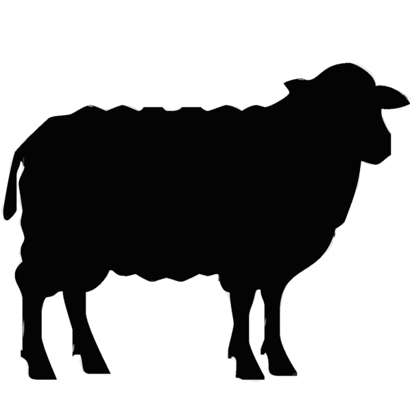 Sheep Feed Supplement